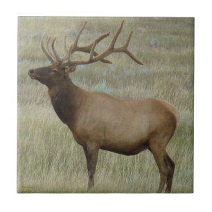 E8 Bul-Eland in Fluwelen Gewei Tegeltje