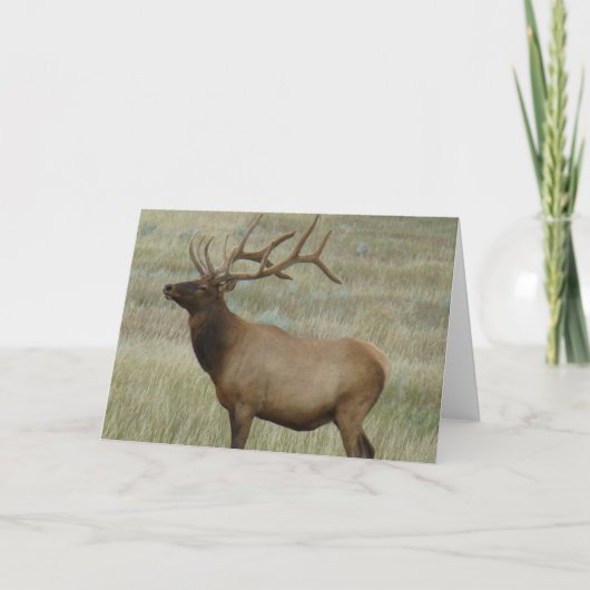 E8 Bull Elk in Fluwelen Gewei Kaart (Voorkant)