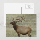 E8 Bull Elk in Velvet Briefkaart (Voorkant / Achterkant)