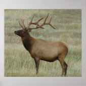 E8 Bull Elk in Velvet Poster (Voorkant)