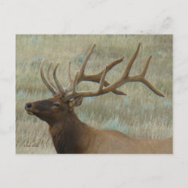 E9 Bull Elk in Fluwelen Kop Schot Profiel Briefkaart