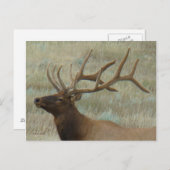E9 Bull Elk in het profiel van het klettenhoofd Briefkaart (Voorkant / Achterkant)
