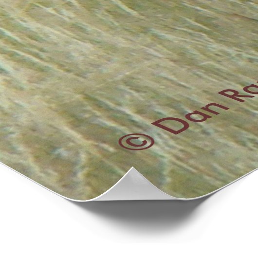 E9 Bull Elk in Velvet Head en Shoulders Poster (Hoek)