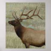 E9 Bull Elk in Velvet Head en Shoulders Poster (Voorkant)