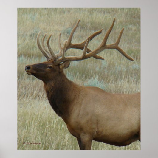 E9 Bull Elk in Velvet Head en Shoulders Poster (Voorkant)