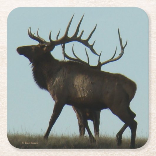 E 14 Big Bull Elk Silhouette Kartonnen Onderzetters (Voorkant)