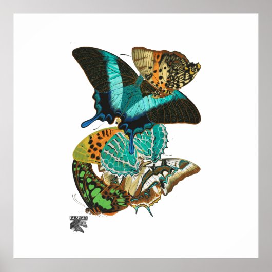 E.A. Séguy Vintage Butterflies Illustration Poster (Voorkant)