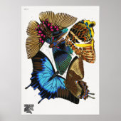 E.A. Séguy's  vlinders (1925) Poster (Voorkant)