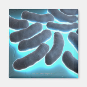 E-coli-cellen Magneet
