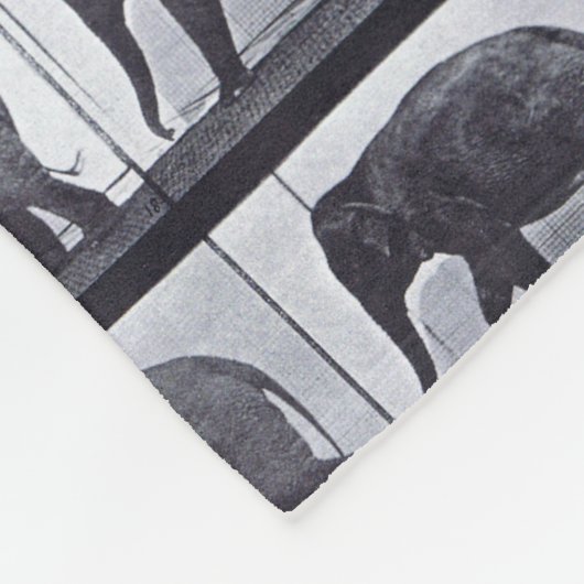 EADWEARD MUYBRIDGE:Elephant Waling Fleecy Blanket Fleece Deken (Hoek)