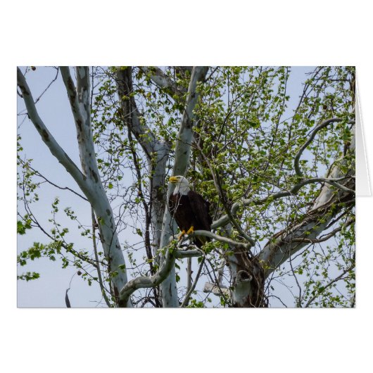 Eagle (Voorkant Horizontaal)