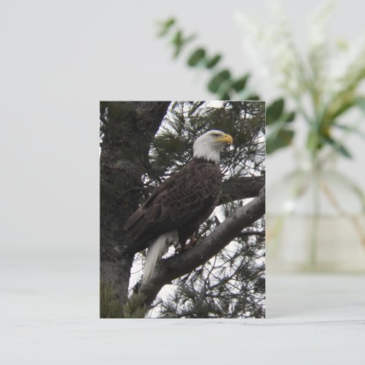 Eagle 10 briefkaart (Staand voorkant)