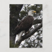 Eagle 10 briefkaart (Voorkant)