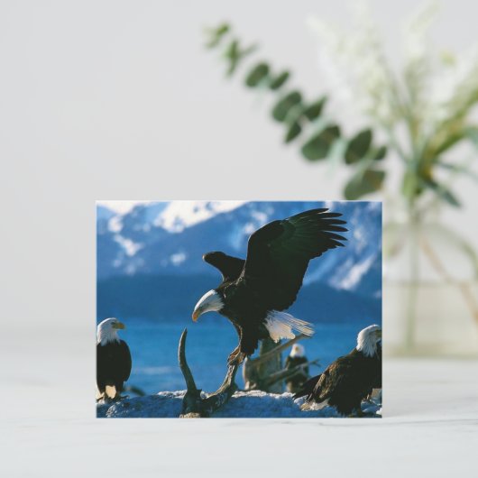 Eagle 19 briefkaart (Staand voorkant)