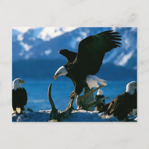Eagle 19 briefkaart