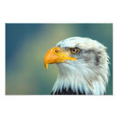 Eagle Afbeelding Foto Afdruk (Voorkant)