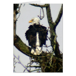 Eagle altijd waakzaam ...