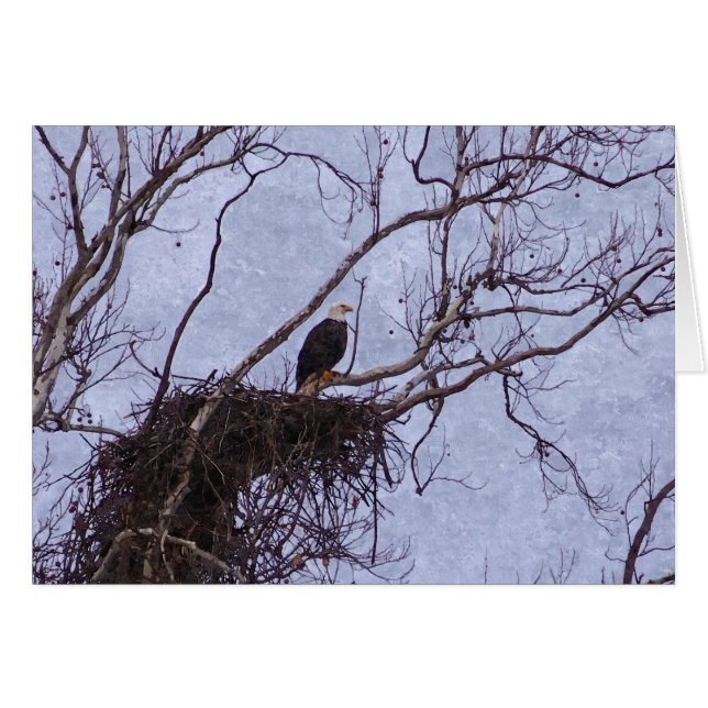 Eagle and Nest Painterly (Voorkant Horizontaal)