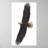 Eagle April 20, 2025 Poster (Voorkant)