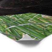 Eagle (Aquila audax) Poster (Hoek)