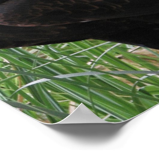 Eagle (Aquila audax) Poster (Hoek)