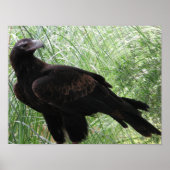 Eagle (Aquila audax) Poster (Voorkant)