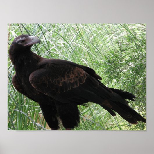 Eagle (Aquila audax) Poster (Voorkant)