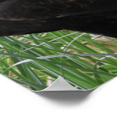 Eagle (Aquila audax) Poster (Hoek)