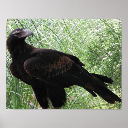 Eagle (Aquila audax) Poster (Voorkant)