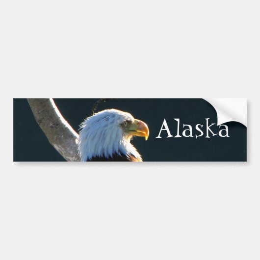 Eagle at Attence; Alaska Bumpersticker (Voorkant)