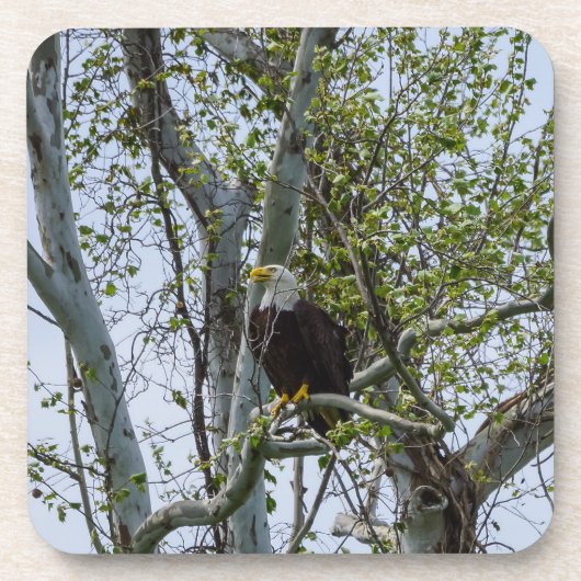 Eagle Bier Onderzetter (Voorkant)