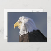 Eagle Briefkaart (Voorkant / Achterkant)