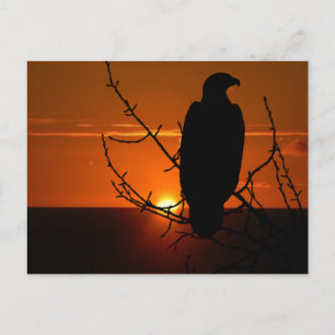 Eagle Briefkaart