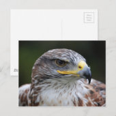 Eagle Briefkaart (Voorkant / Achterkant)