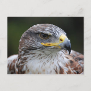 Eagle Briefkaart
