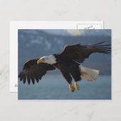 Eagle Briefkaart (Voorkant / Achterkant)