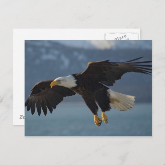 Eagle Briefkaart (Voorkant / Achterkant)