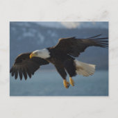 Eagle Briefkaart (Voorkant)