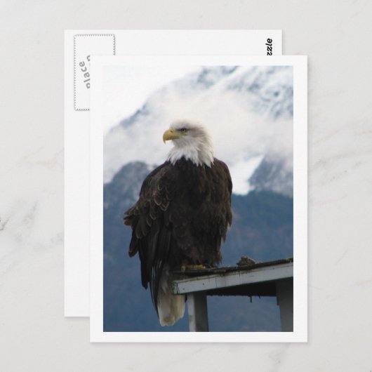 Eagle Briefkaart (Voorkant / Achterkant)