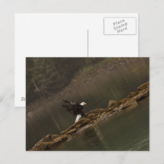 Eagle Briefkaart (Voorkant / Achterkant)