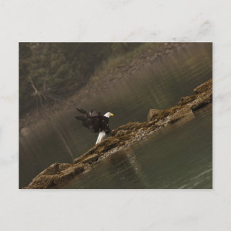 Eagle Briefkaart