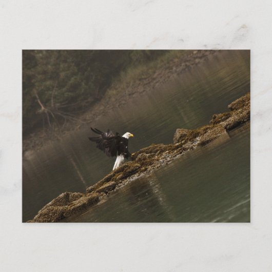 Eagle Briefkaart (Voorkant)