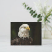 Eagle Briefkaart (Staand voorkant)