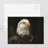 Eagle Briefkaart (Voorkant / Achterkant)