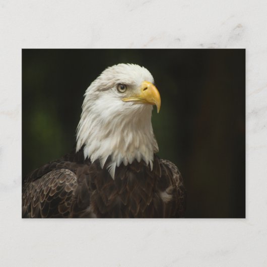 Eagle Briefkaart (Voorkant)
