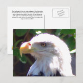 Eagle Briefkaart (Voorkant / Achterkant)
