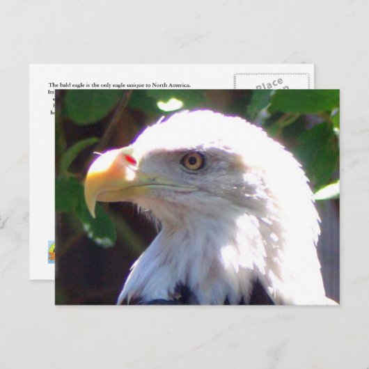 Eagle Briefkaart (Voorkant / Achterkant)