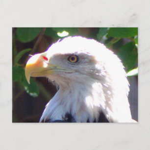 Eagle Briefkaart