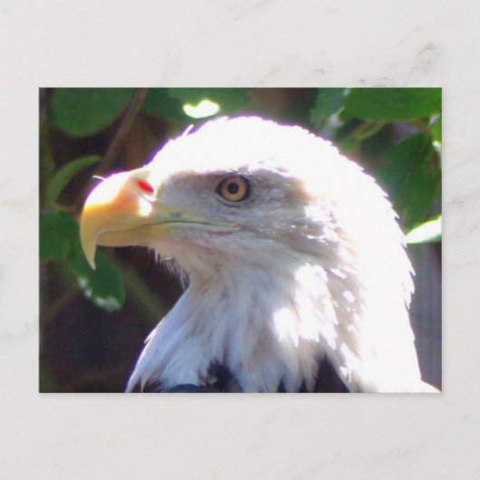Eagle Briefkaart (Voorkant)