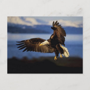 Eagle Briefkaart 38